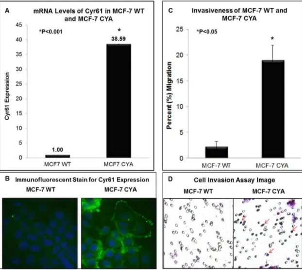 Figure 2. Confirmation of Cyr61 levels and Invasiveness in MCF-7 WT and MCF-7 CYA. (A) The mRNA expression of Cyr61 was assessed by RT-Q-PCR and (B) by immunofluorescent staining (FITC - green – Cyr61; DAPI – blue – nuclei)