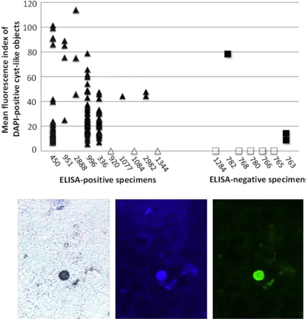 Fig 5. Immunofluorescence staining and image analysis of stool specimens stained with antibody 1A4