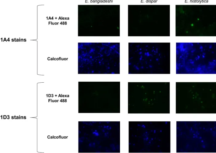 Fig 3. Representative photos from an anti-Jacob2 immunofluorescence microscopy assay. Isolates were doubled stained with 0.1% Calcofluor White M2R and primary anti-Jacob2 monoclonal antibody (1A4 or 1D3) with goat anti-mouse Alexa Fluor 488