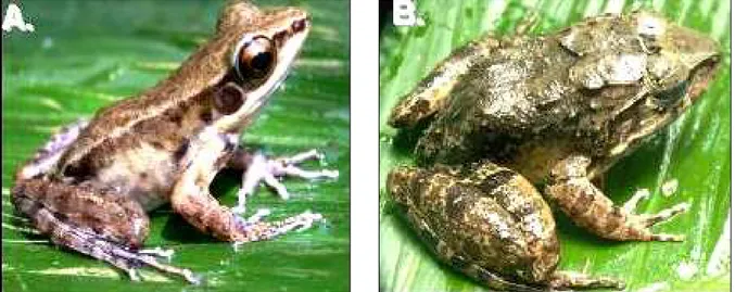 Figure 1. Rana grandocula (A)  and Lim nonect es m agnus (B). 