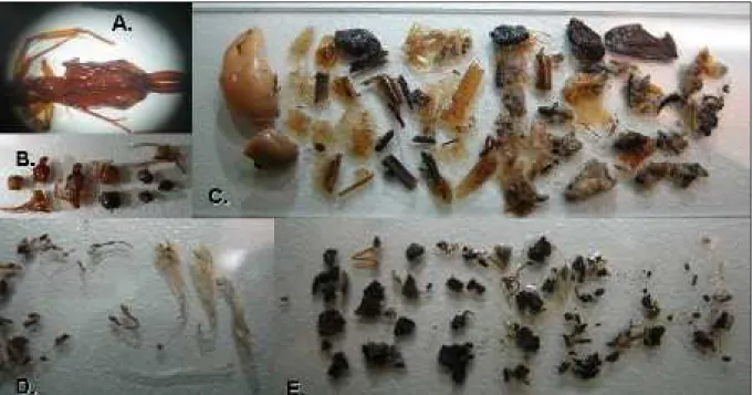 Figure 3. Food it em s of L. m agnus and R. grandocula showing:  (A-B) Hym enopt era,   (C) m ixed Crust acea and Plant ae, and (D-E) m ixed insect  debris