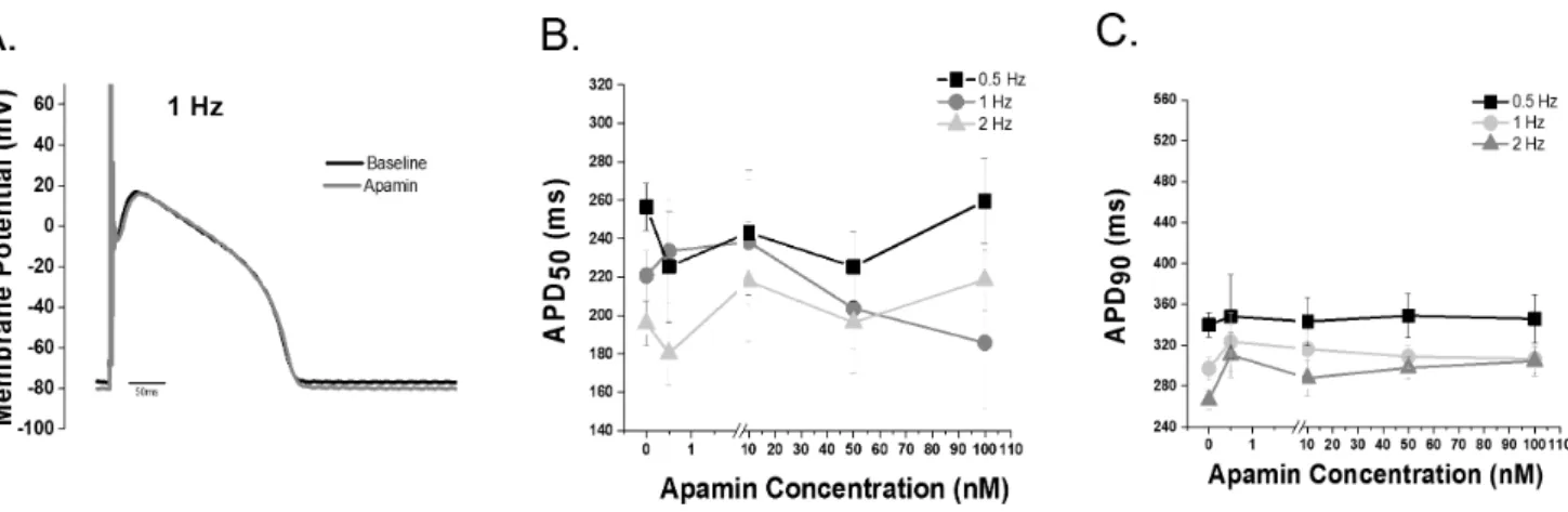 Figure 3. Apamin modulates ventricular repolarization during HF. Representative action potential of a 1 month (A) HF and 4 month HF (B) ventricular cell before and after apamin superfusion
