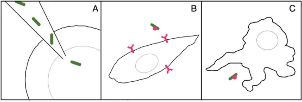 Figure 1. Three paths to endosymbiosis used in this study. A.) Direct microinjection of S