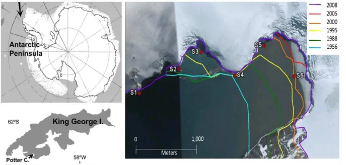 Figure 1. Maps of the location of 25 de Mayo/King George Island (KGI) on the Western Antartic Peninsula (arrow), Potter Cove on KGI (arrow) and satellite image of inner Potter Cove (Google Earth, 2011)