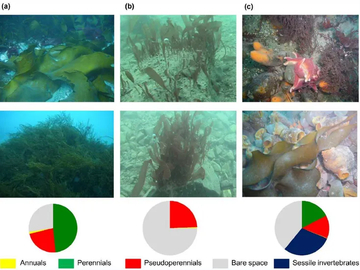 Figure 4. Three different situations (a) Site1, with mature macroalgal communities (b) Site 5, were the red algae species Palmaria decipiens was dominant, and recorded under high sediment load conditions and (c) Site 6 (island), with coexistence of macroal