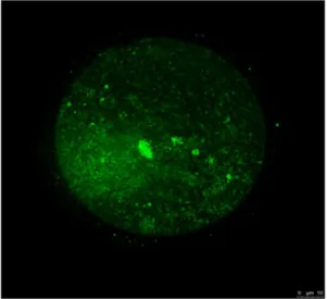 Figure 2. The effects of COOH-PLL on survival, fertility and developmental ability of vitrified mouse oocytes after IVF