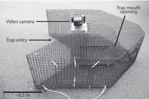 Figure 2. Chevron fish trap outfitted with an outward-looking Canon high-definition video camera over the mouth of the trap.