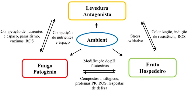 Figura 1.9 – Algumas possíveis interações entre hospedeiro, patogénio e antagonista e o ambiente (adaptado de Liu et  al., 2013)