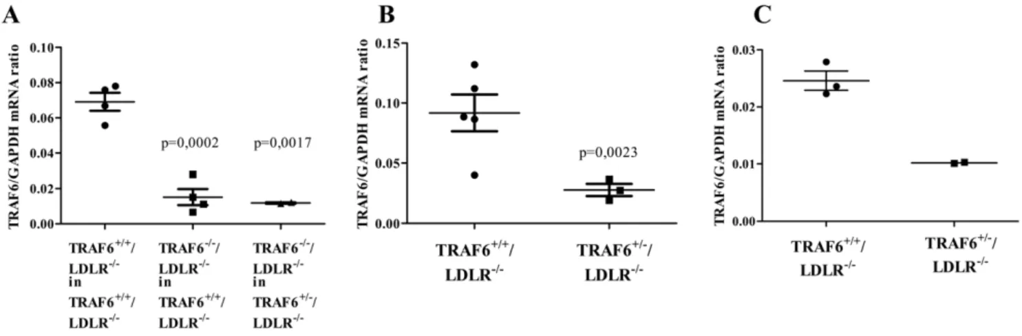 Figure 2. Mice reconstituted with TRAF6-deficient fetal liver cells and TRAF6 heterozygous mice express less TRAF6 than controls.