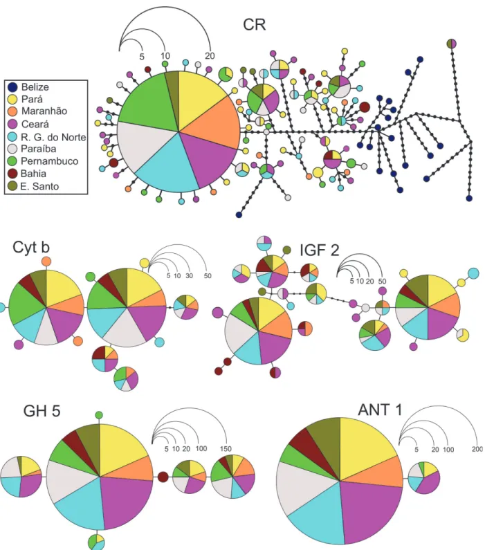 Fig 2. Genetic relationships among haplotypes found in the Brazilian Ocyurus chrysurus populations