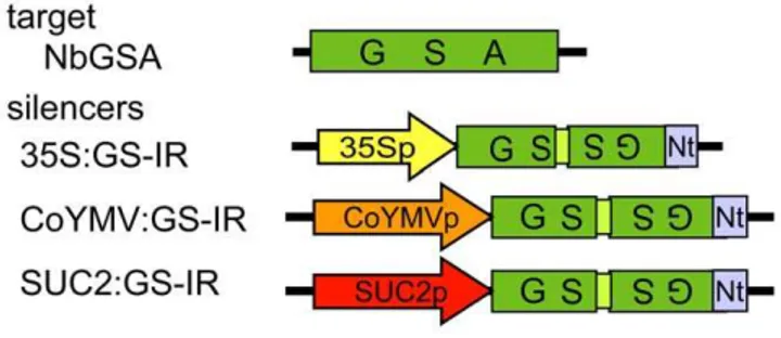 Figure 1. Schematic diagrams of the constructs used to produce the siRNA of GSA gene. N