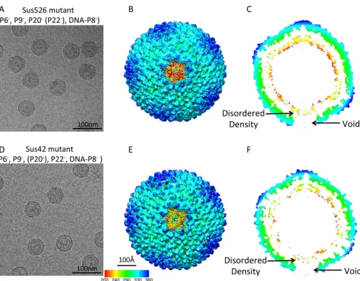 Figure 4. Reconstructions of two packaging vertex deficient particles at 22 and 18 A ˚ resolutions without icosahedral symmetry imposition