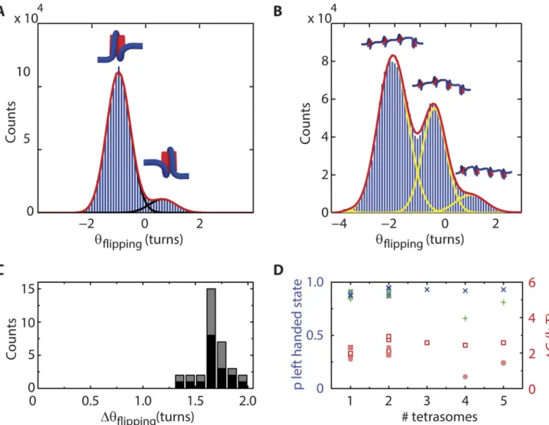 Fig 4. Analysis of θ flipping of (H3.3-H4) 2 tetrasomes. (A) A single (H3.3-H4) 2 tetrasome (for a different molecule than that of Fig 3, to emphasize repeatability)