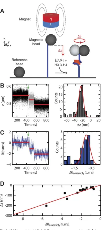 Fig 2. NAP1-assisted (H3.3-H4) 2 tetrasome assembly. (A) Schematic of the in vitro assay showing a single DNA molecule (blue) tethered between a glass surface and a paramagnetic bead