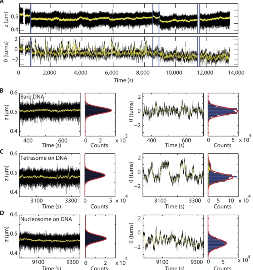 Fig 3. (H3.3-H4) 2 tetrasomes undergo dynamic changes in linking number and form a viable intermediate for nucleosomes