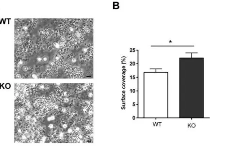 Figure 5. PKCh negatively regulates thrombus formation on collagen under flow in vitro 