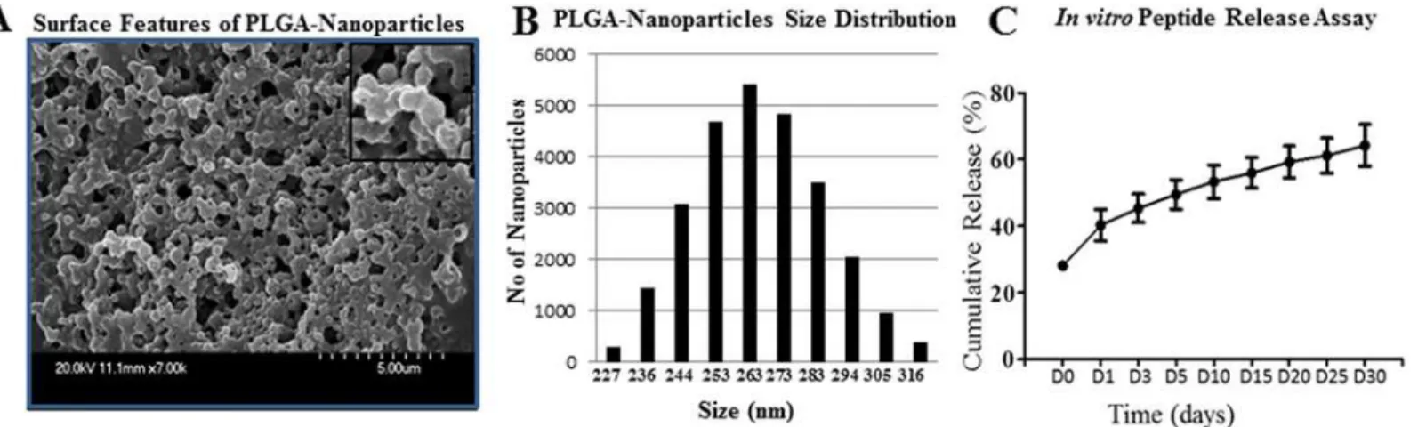 Fig 1. Characterization of influenza A virus specific M2e-PP entrapped PLGA-NP. (A) The surface morphology of M2e-PP entrapped PLGA-NP (x7K) showing spherical and uniform sized particles; (B) Size distribution of M2e-PP entrapped PLGA-NP; (C) In vitro prot