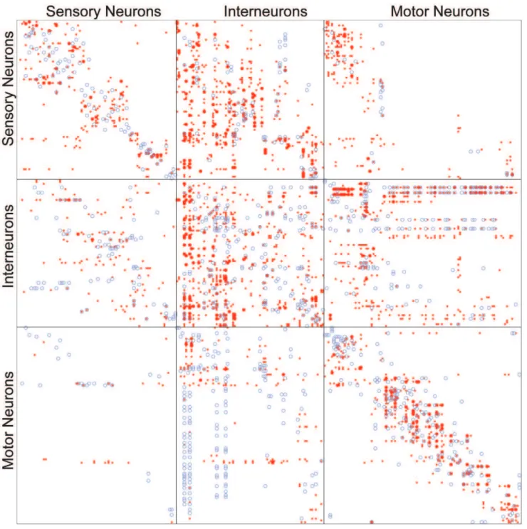 Figure 1. Adjacency matrices for the gap junction network (blue circles) and the chemical synapse network (red points) with neurons grouped by category (sensory neurons, interneurons, motor neurons)