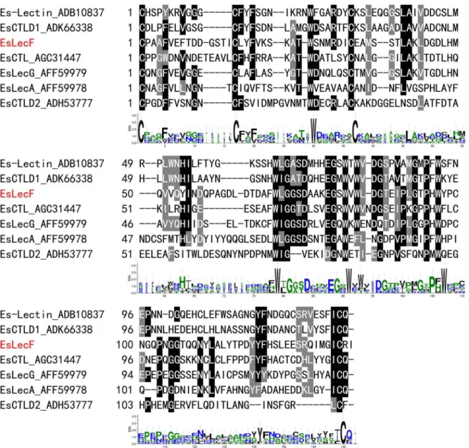 Figure 1. Multiple amino acid sequences alignment of carbohydrate recognition domains (CRD) among EsLecF and the other E.sinensis C-type lectin isoforms by ClustalW2