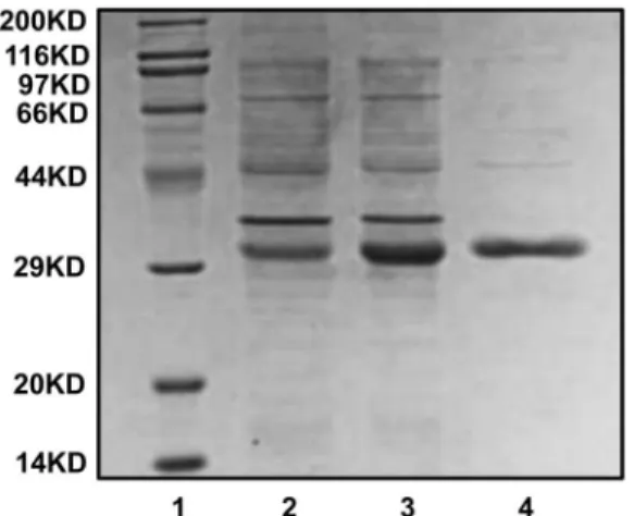 Figure 4. Microorganism binding assays of rEsLecF protein. (A) Logarithmic growth phase microbial strains were monitored after incubation with rEsLecF protein