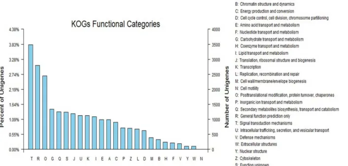 Fig 2. EuKaryotic Orthologous Groups (KOG) classifications in chrysanthemum. A total of 24,321 sequences with KOG classifications within the 25 categories are shown.