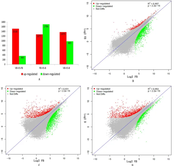 Fig 4. Gene expression differences among the different samples. A. The numbers of up- and down-regulated genes between vegetative buds (VB), floral buds (FB) and buds (B)