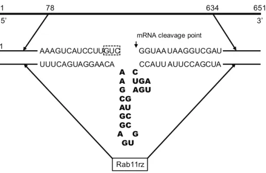 Figure 2. Immunodetection of Rab11 in Giardia lamblia lysates. (A). Immunoblot analysis of extracts from Giardia trophozoites and cysts.