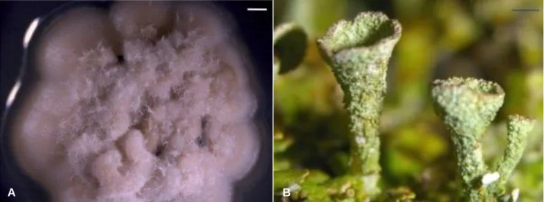 Fig. 2.1.1. The Cladonia grayi G. Merr. ex Sandst. mycobiont can be isolated in culture, a feature that not all lichens share