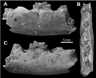 Fig. 8. Felid carnivoran Pseudaelurus sp. from the Eastgate LF, basal-most  unit of the Monarch Mill Formation, Barstovian (Miocene), Churchill  County, Nevada, USA