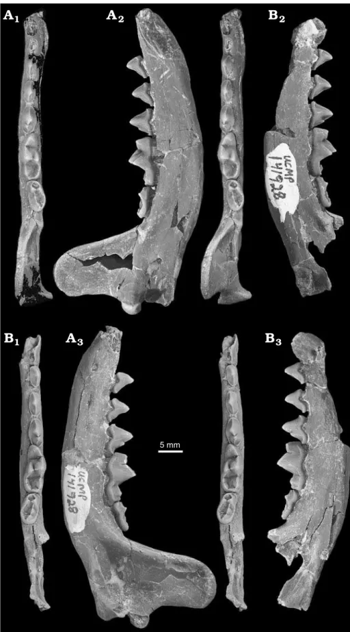 Fig. 4. Ailurid carnivoran Actiocyon parv- parv-erratis sp. nov. from the Eastgate LF,  bas-al-most unit of the Monarch Mill Formation,  Barstovian (Miocene), Churchill County,  Nevada, USA