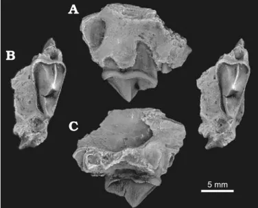 Fig. 5. Ailurid carnivoran Actiocyon parverratis sp. nov. from the Eastgate  LF, basal-most unit of the Monarch Mill Formation, Barstovian (Miocene),  Churchill County, Nevada, USA