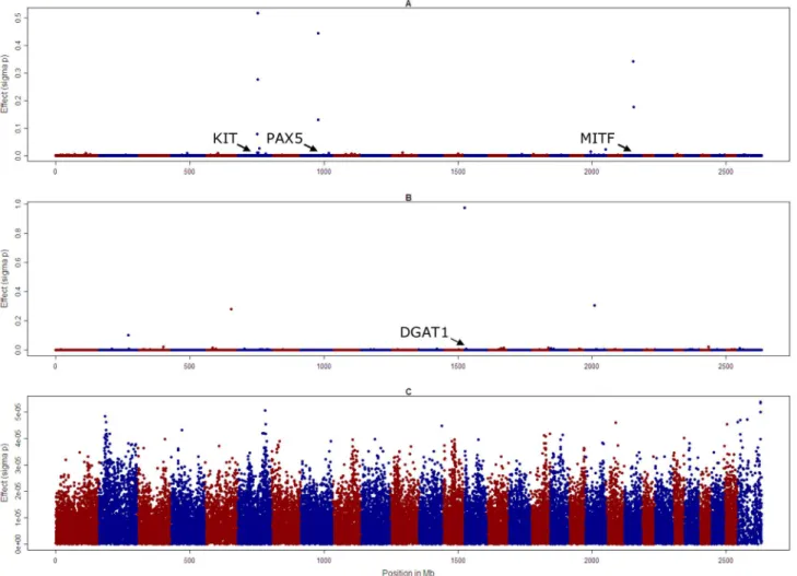 Figure 3. Genome-wide SNP effects when all SNPs are fitted simultaneously for three traits in Holstein Friesian cattle