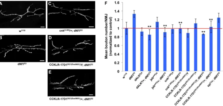 Figure 9. Several dNf1 pupal size defect suppressors also suppress a NMJ synaptic overgrowth phenotype