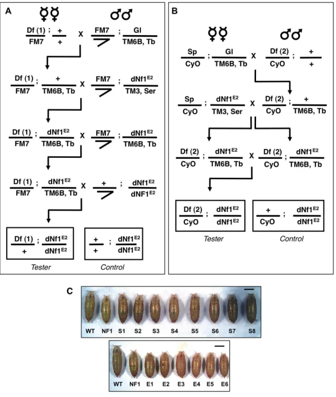 Figure 2. Deficiency screen for dominant modifiers of the dNf1 growth defect. Isogenic 1 st and 2 nd chromosomes deficiencies from the Exelixis, DrosDel and Bloomington Stock Center collections were tested for their ability to alter dNf1 female pupal size