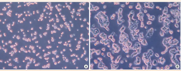 Fig. 2. Morphology in the co-culture at (A) 2 hours and (B) 48 hours, as observed using an optical microscope ( × 200).