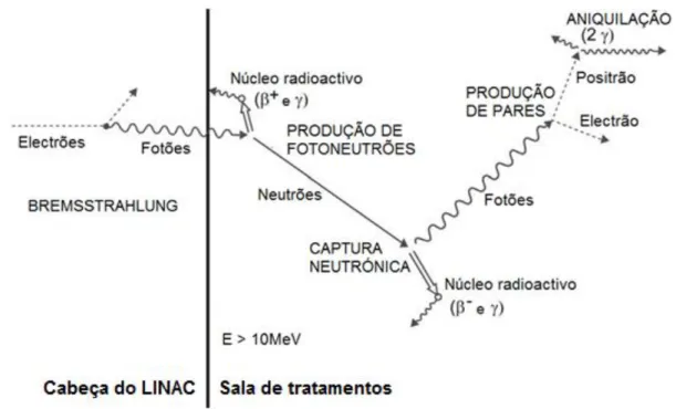 Figura 9. Processos de produção de radiação que ocorrem no interior da sala de tratamentos  de  radioterapia  externa  equipada  com  um  LINAC  de  alta  energia  (imagem  adaptada  de  (NCRP, 2005))