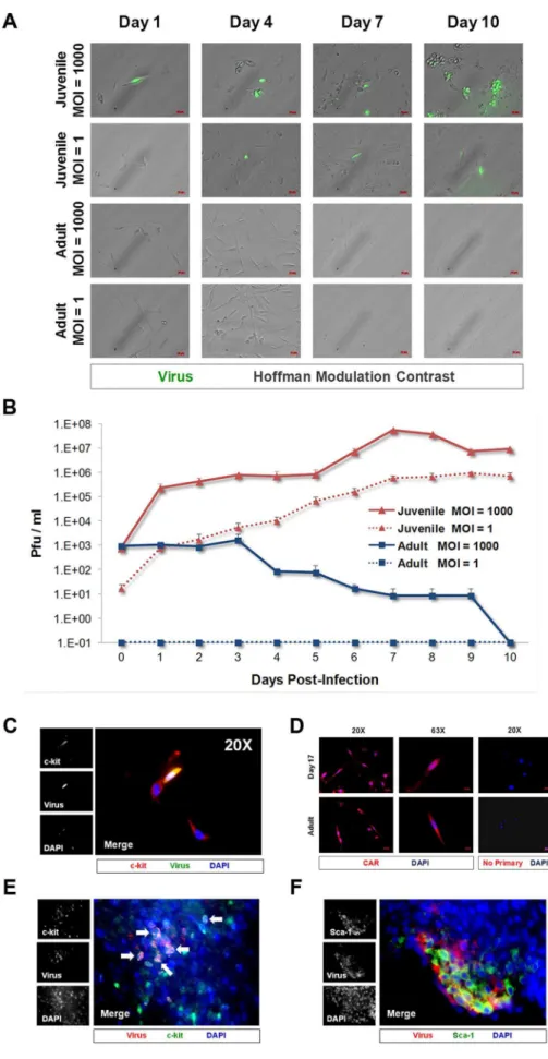 Figure 1. CVB3 productively infected juvenile cardiac-derived c-kit+ cells grown in culture and in the juvenile heart