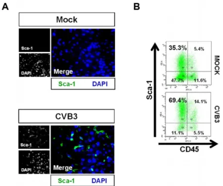 Figure 3. Acute CVB3 infection in juvenile mice induced an increase in myocardial Sca-1 expression