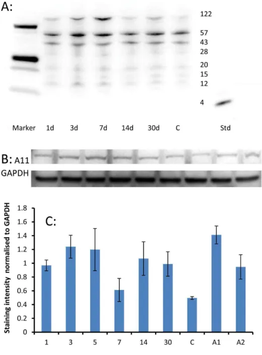 Figure 8. Amyloid-related protein expression in needle stick brain tissue. A: Western blot of tissue near and including a needle track, labelled with the 4G8 antibody (which labels Ab peptide and precursor molecules such as APP)