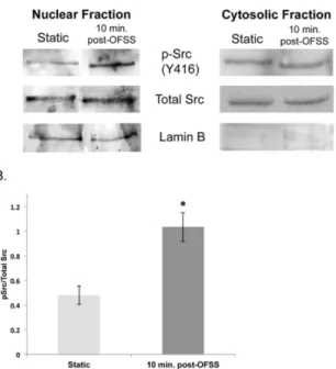 Figure 5. Src activation increases in the nucleus in response to OFSS. (A) Western blot analysis of nuclear fractionation blotted for Src activation (Y416), total Src and lamin B in MLO-Y4 osteocytes exposed to 5 minutes of OFSS or static culture condition