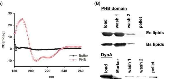 Figure 3. Lipid binding of the PHB domain. (A) CD-spectroscopy analysis of the purified PHB domain (red line) and a buffer control (black line)