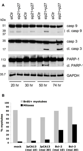 Figure 5. Myotubes reactivated by CKI KD undergo apoptosis, which can be delayed by forced Bcl-2 expression