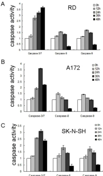 Figure 6. CA16 infection induces caspase activity in neural and non-neural cell lines