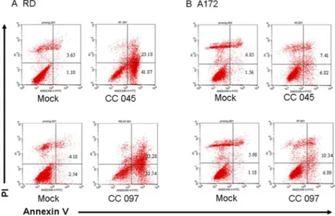 Figure 7. Circulating CA16 strains CC045 and CC097 induce apoptosis. (A) RD cells were inoculated with CC045 and CC097 viruses at the MOI of 1.0 or DMEM as a negative control for 24 h