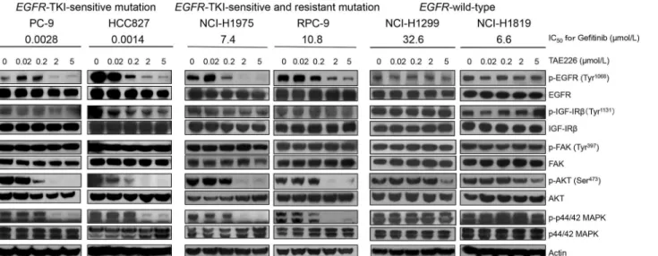 Fig 1. The effects of TAE226 on EGFR-related pathways in NSCLC cell lines. The NSCLC cell lines with EGFR-TKI-sensitive (exon 19 deletions) mutation (PC-9 and HCC827), cell lines with both EGFR-TKI-sensitive and-resistant (T790M) mutations (NCI-H1975 and R