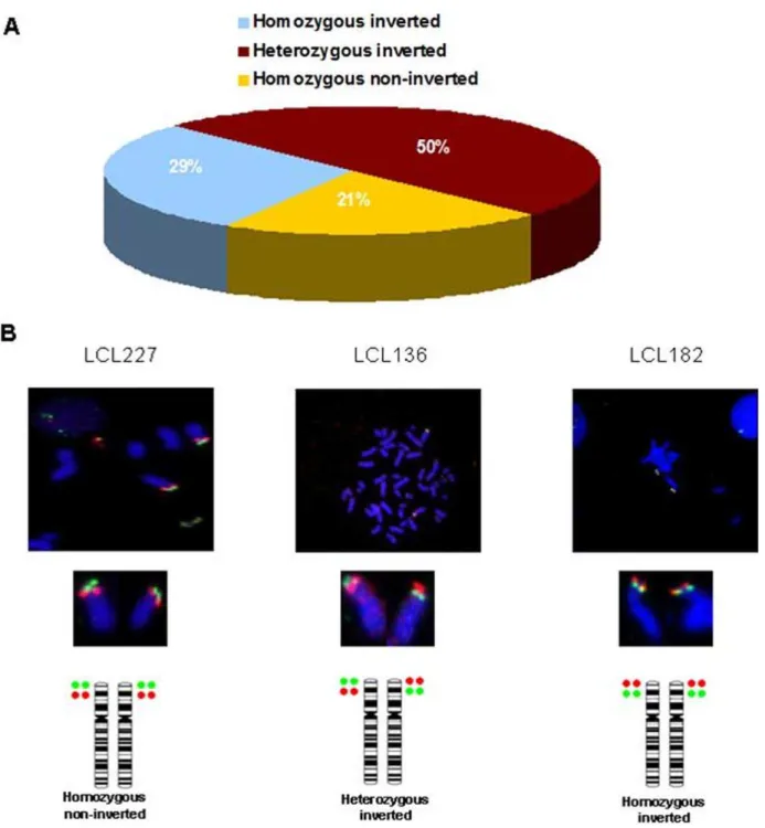 Figure 1. FISH analyses for the human chromosome 8p23.1 inversion in control samples. DNA probes were generated from BAC clones RP11-399J23 (Green) and RP11-589N15 (Red)