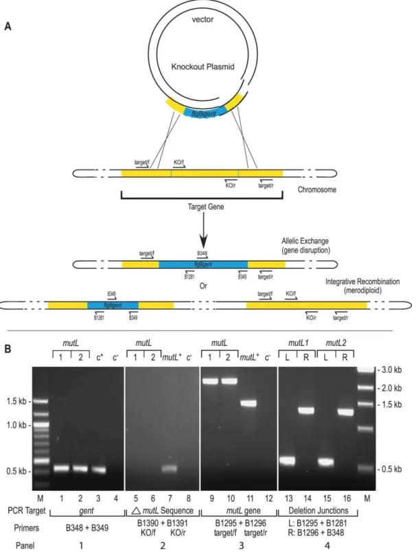 Figure 1. Gene disruption and confirmation. A) Gene disruption strategy. The infectious B