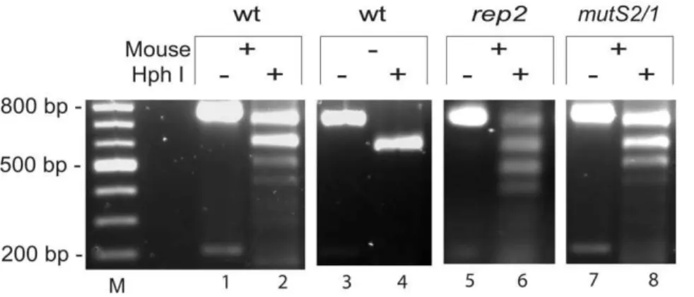 Table 3. Effect of DNA repair and replication mutations on B. burgdorferi infection in SCID C3H/HeN mice.