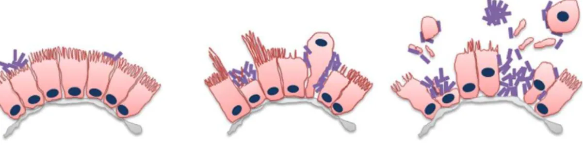 Figure 7. Schematic of kinetics of V. parahaemolyticus -induced damage to the intestinal epithelial surface