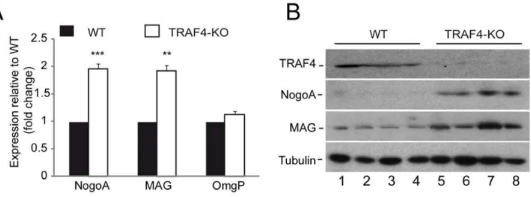 Figure 6. Activation of the NgR/p75NTR/RhoA signaling pathway in 8-week-old TRAF4-KO mouse cerebellum